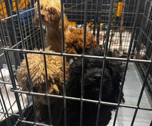 Skandal w pseudohodowli pod Krakowem! Psy żyły we własnych odchodach. Właścicielce grozi więzienie