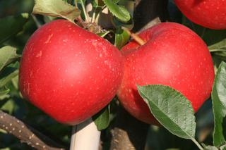 Jabłoń domowa ‘Gala’ - Malus domestica 'Gala'