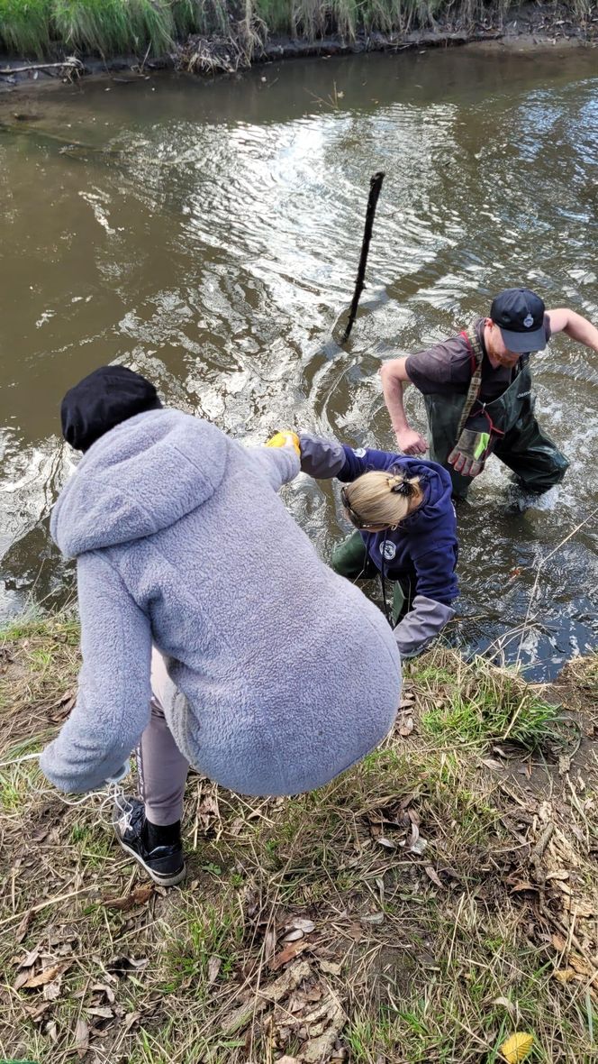 Nutrie w Rybniku są już odławiane