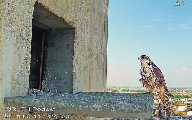 ORLEN nie tylko dla orłów