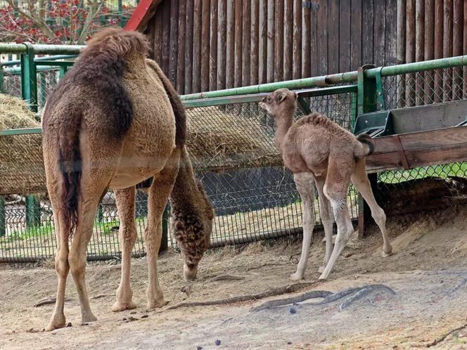 Wielbłąd jednogarbny