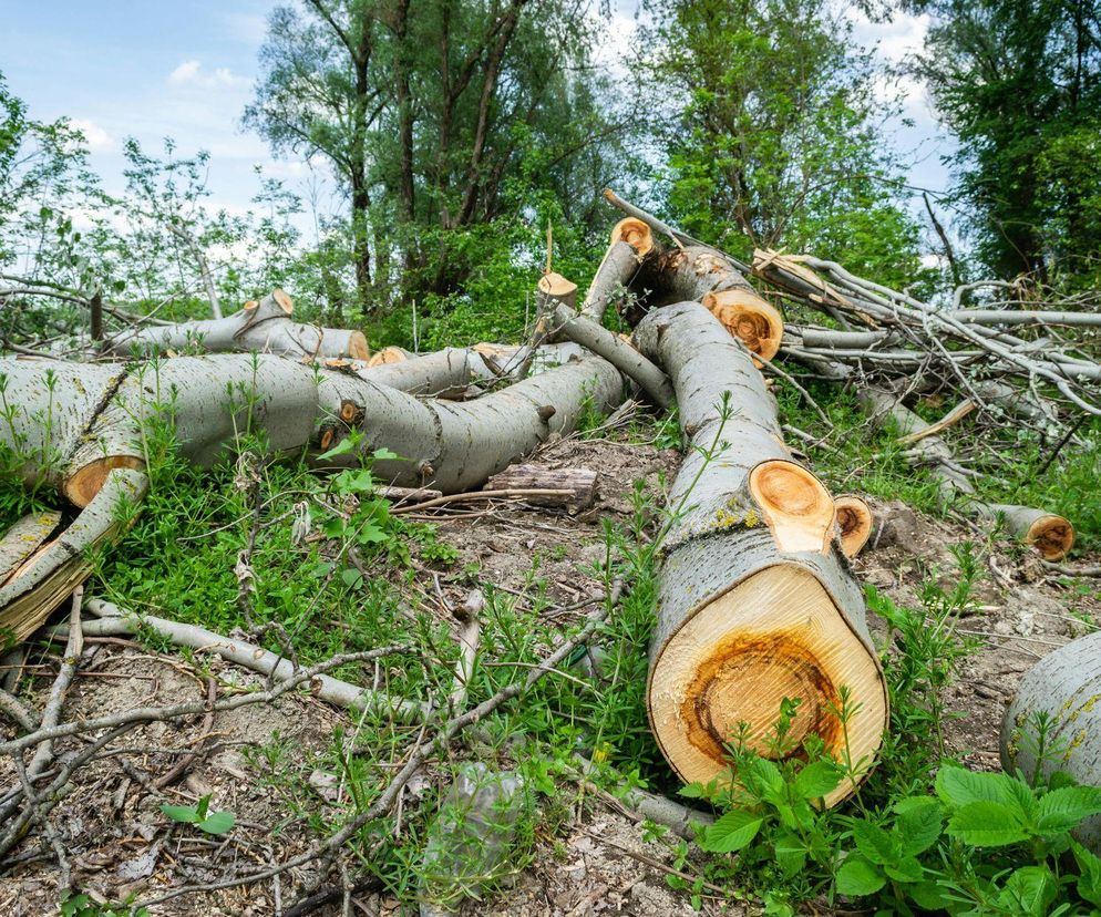 Tego drewna już nie będzie można spalać. Nowe przepisy od września