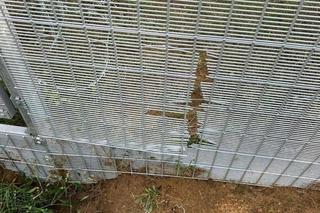 Łotwa: Migranci sforsowali zaporę na granicy. Pomogły białoruskie służby.