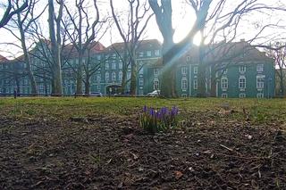 Pierwsze krokusy w Szczecinie