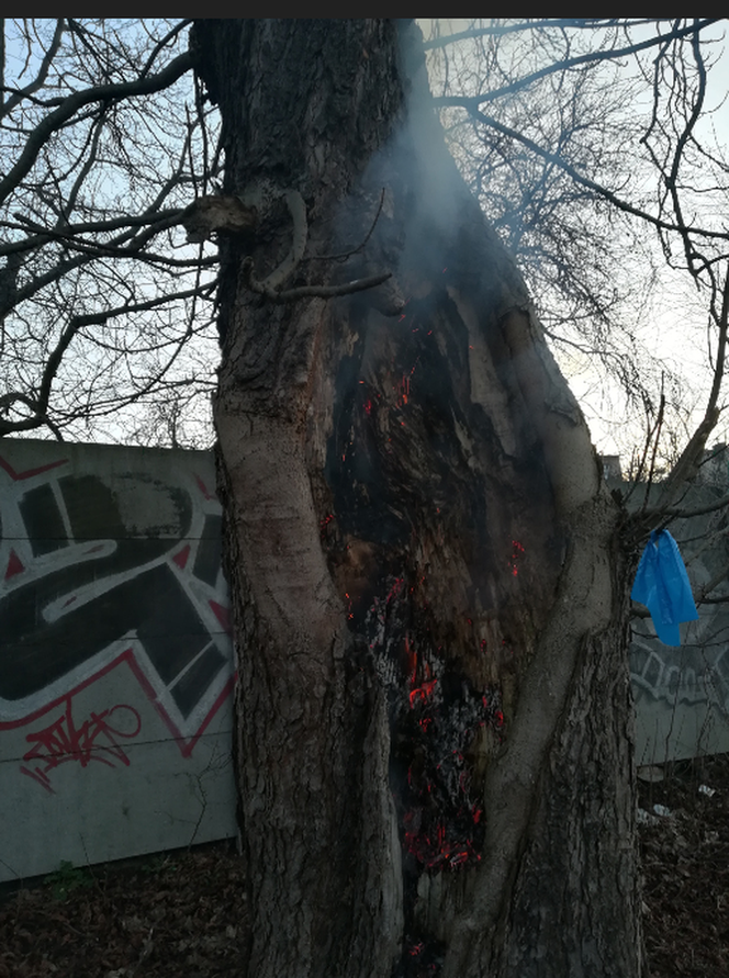 Urządził sobie śmietnik w drzewie. O krok od tragedii