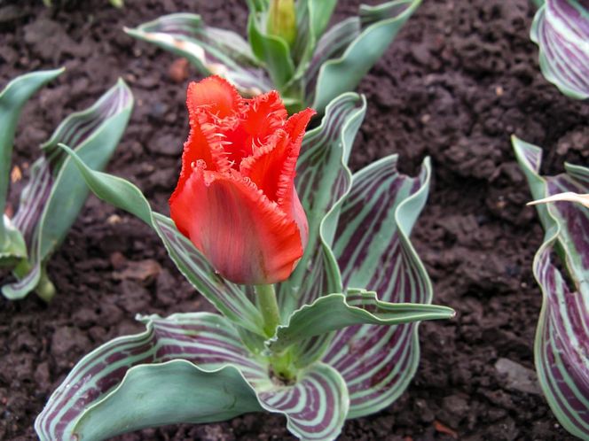 Tulipany Greiga