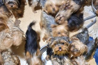 W Bydgoszczy odkryto pseudohodowlę yorków. To, co zobaczyłam, odebrało mi mowę