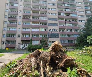 Wielkie drzewo runęło im na blok. „Widziałam, jak na mnie leci!”