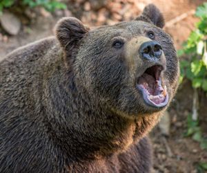 Niedźwiedź zabił grzybiarza w Tatrach! Szokujący atak