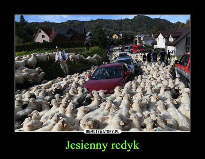 Najlepsze memy o górach i o góralach! Te grafiki bawią do łez 