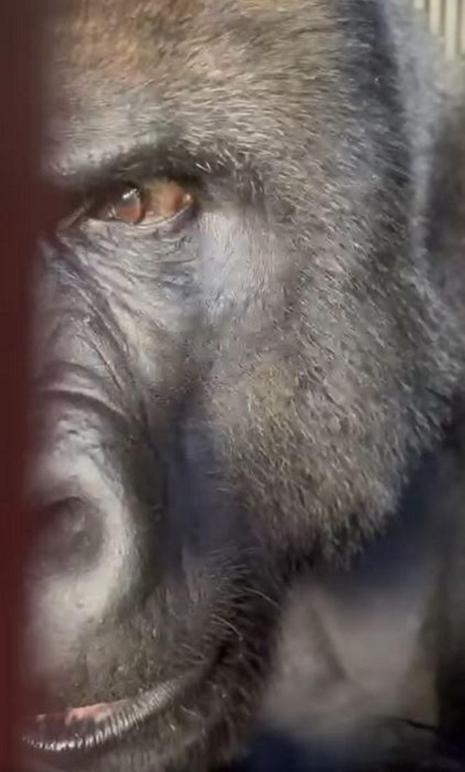 Goryli amant wyruszył na randkę życia. Bwana założy rodzinę w Szwajcarii. „Będziemy tęsknić”