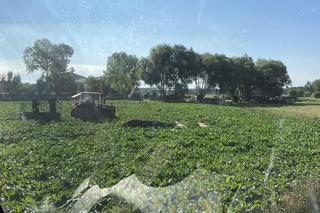 Rozwścieczony byk uciekł z gospodarstwa w Tłuchowie. Policjanci oddali strzały