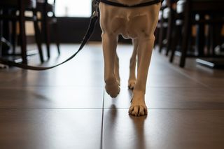 Pies przewodnik w restauracji. Czy odmowa wstępu jest legalna?