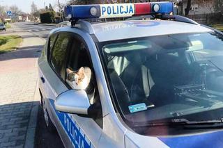 Psy policyjne mają konkurencję. Kot zakradł się do radiowozu i patrolował z niego Oświęcim