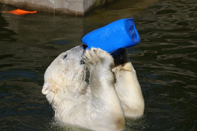 ZOO w Warszawie ma już 97 lat. Wielka feta w stołecznym ogrodzie! Jakie tajemnice kryje jego historia?