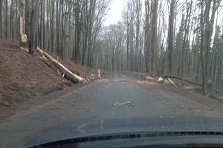Drzewa na trasie między Karłowem a Radkowem w powiecie kłodzkim 