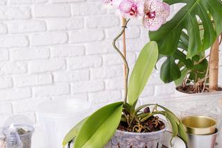 Storczyki: gatunki, pielęgnacja.