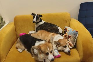 Pierwsza w Polsce kawiarnia z psami Corgi