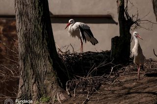 Naziemnne gniazda bocianów