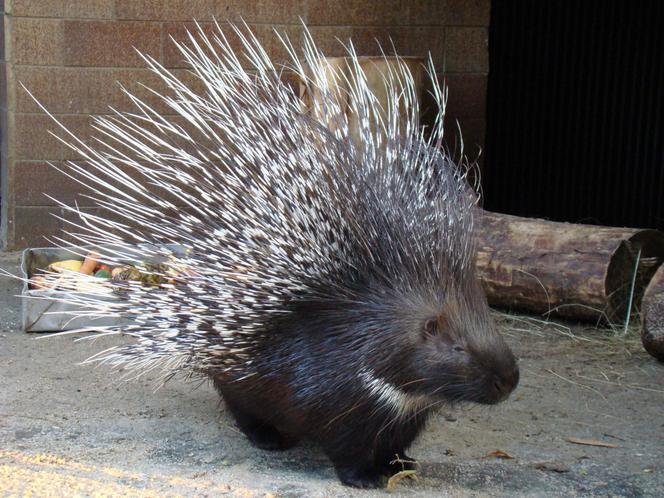 Tak wyglądają zwierzęta mieszkające w śląskim ZOO