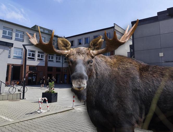 Łoś wskoczył przez okno szkoły. Jedna osoba została poszkodowana