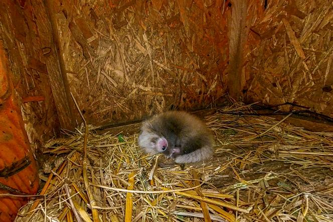 W łódzkim ZOO urodziła się panda mała. Maluch jeszcze nie widzi [ZDJĘCIA, FILM]