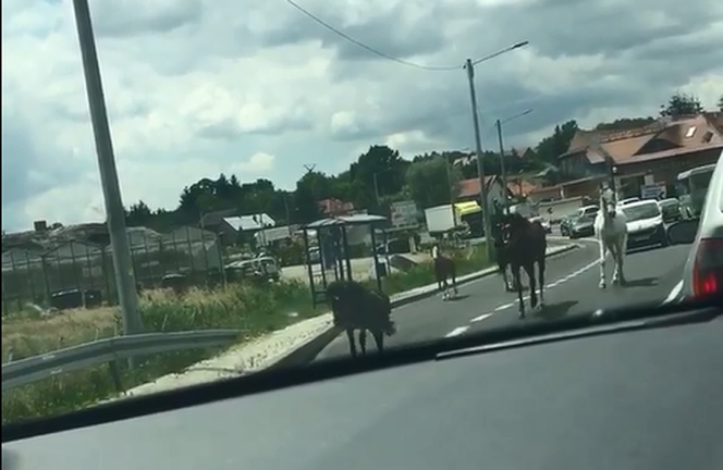 Szaleńczy rajd koni na trasie Kraków-Warszawa