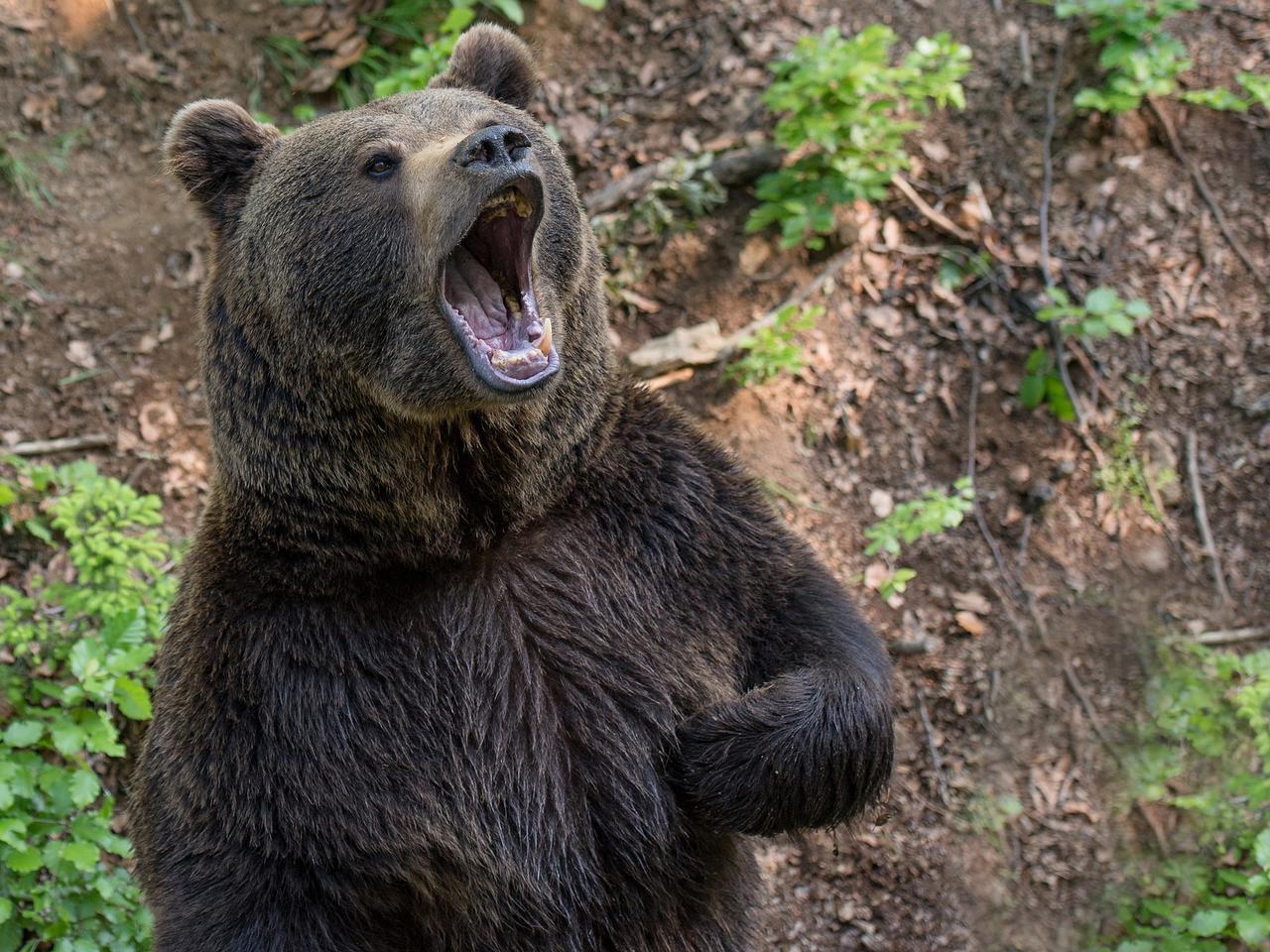 Bieszczady: Niedźwiedź grasuje w Olchowcu. Wójt Czarnej ostrzega turystów