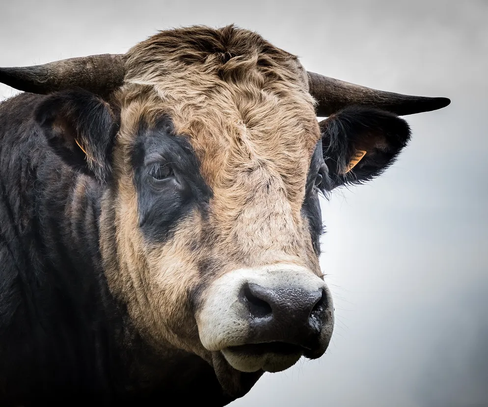 Stado byków stratowało mężczyznę! Drastyczna śmierć pod Kołem