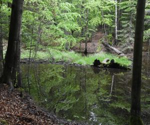 Utworzono Rezerwaty „Góra Skarbowa” i „Uroczysko Tumlińskie”