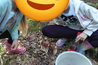 Grzyby w świętokrzyskim