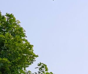 Ratował boćka na słupie, spadł z drabiny