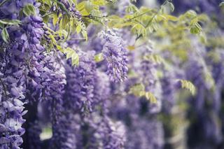 Kwiaty kwitnące w czerwcu