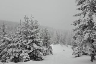 Żółty śnieg w Tatrach! Ludzie nie mogą uwierzyć. Obrzydliwe! Lepiej tego nie jeść