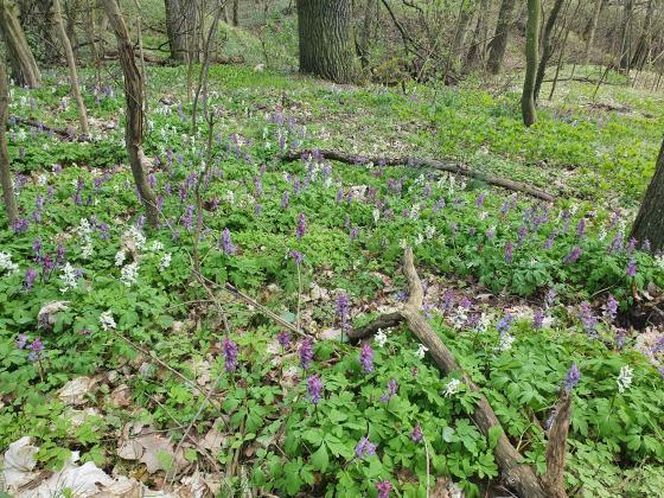Nowy rezerwat blisko Bydgoszczy. Co można podziwiać na "Zboczach Świętopełka"? Jak tam dotrzeć? 