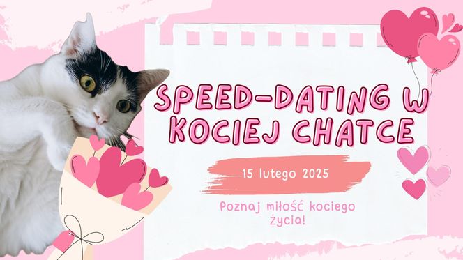 Koci speed dating w Sosnowcu