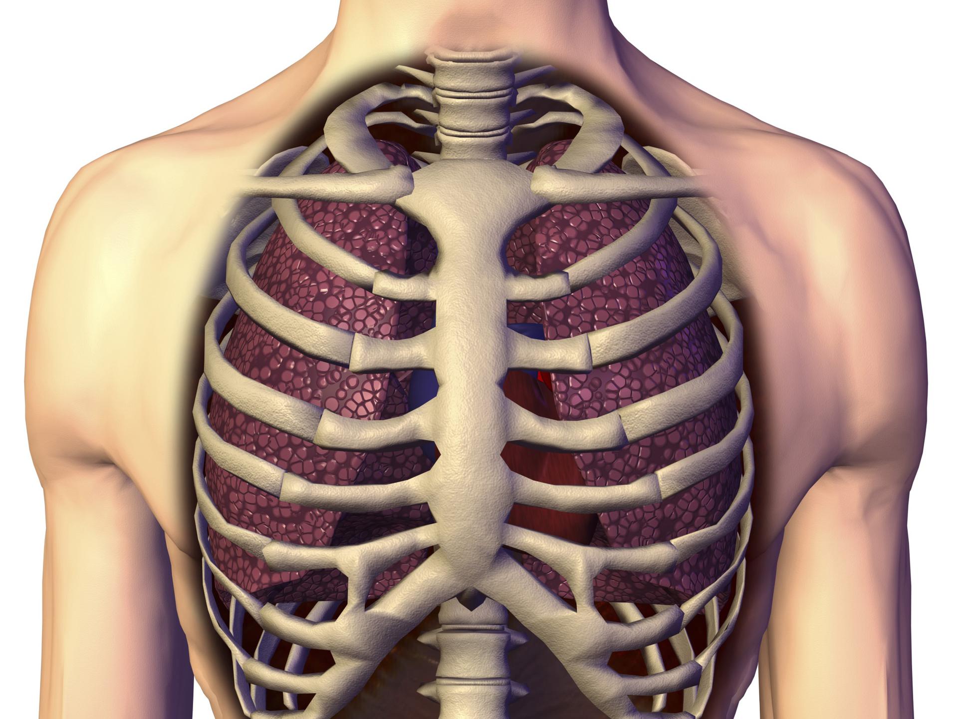 Фото грудной клетки человека с ребрами