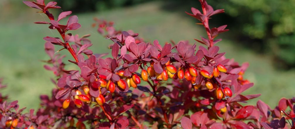 Berberys Thunberga