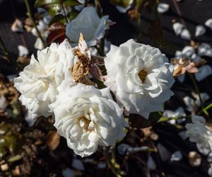 Róża wielokwiatowa 'Alabaster®'