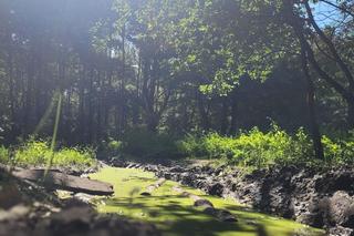 Prastara Puszcza Dulowska w Małopolsce. Spotkasz tam nawet łosie! 
