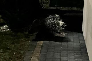 Jeżozwierz widziany na monitoringu