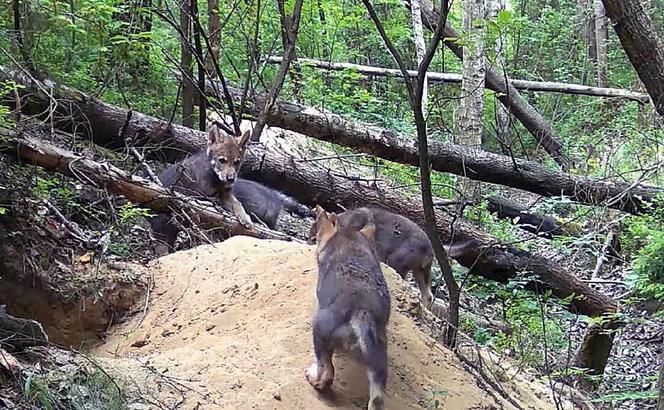 Małe wilki wyszły z nory i poznają las pod Częstochową