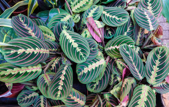 Maranta