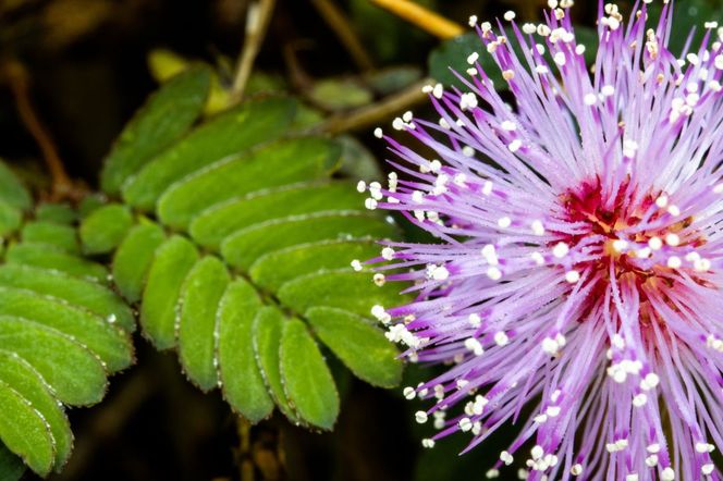 Mimoza wstydliwa - czułek wstydliwy - jak wygląda, jak uprawiać i pielęgnować?
