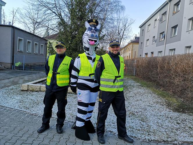 Zebra uczy dzieci przechodzić przez... zebrę