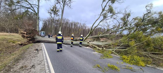 Szkody po Orkanie Eunice. Zrywało dachy, wyrywało grube drzewa, brakowało prądu