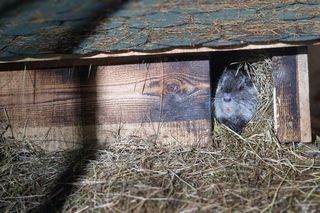 Nutrie w Nutrowisku potrzebują pomocy
