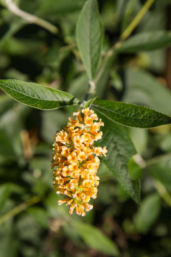 Budleja Dawida (Buddleja davidii) 