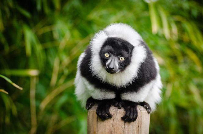 Z Wrocławia polecimy na Madagaskar. Ile kosztuje urlop w krainie lemurów i baobabów? 