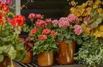 Zimowanie pelargonii